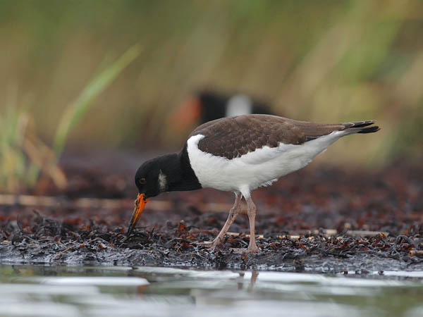 Meriharakka, Eurasian Oystercatcher, Haematopus ostralegus